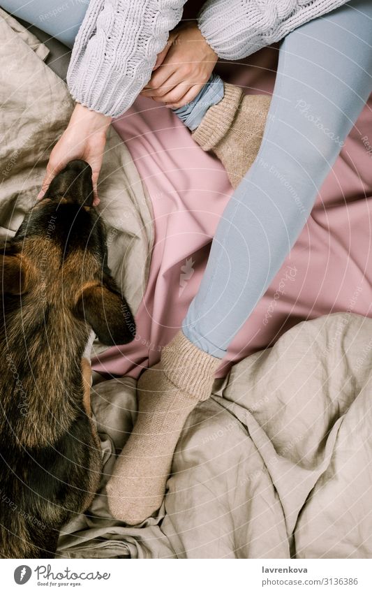 Flachlegen einer Frau, die ihren Hund im Bett streichelt. Herbst Schlafzimmer Decke Bettdecke kalt Geborgenheit gemütlich gesichtslos flache Verlegung
