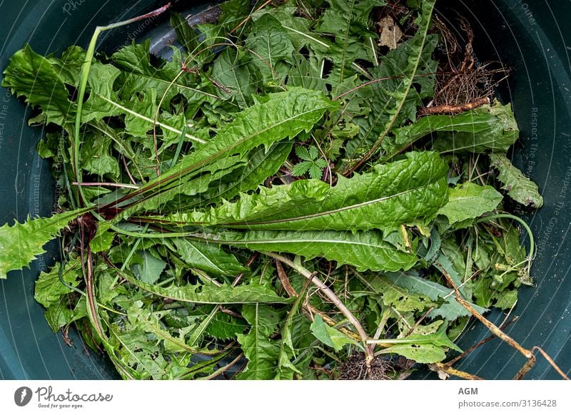 Unkraut oder Salat Leben Freizeit & Hobby Sommer Garten Mensch Natur Pflanze Blatt Wildpflanze Arbeit & Erwerbstätigkeit Reinigen Wachstum natürlich grün