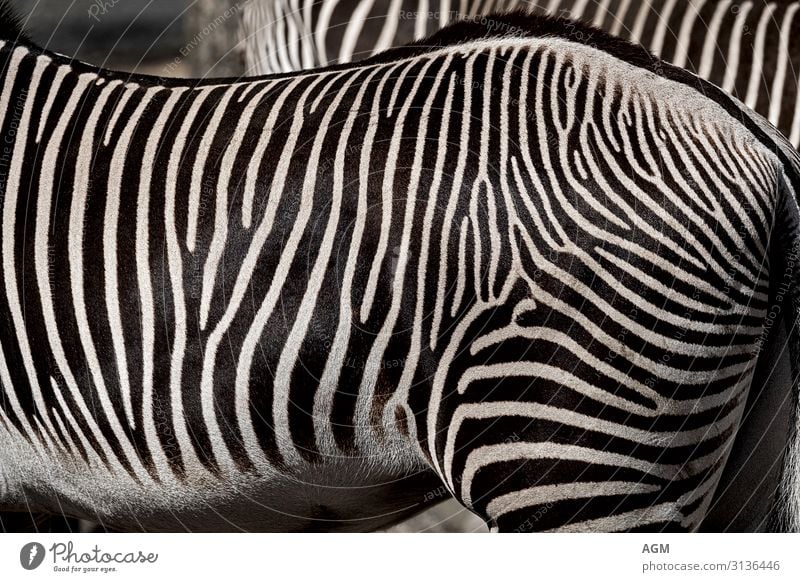 Streifen schwarz weiß elegant Natur Tier Wildtier Pferd Fell 2 stehen ästhetisch exotisch nah schön Zebra Afrika Hinterteil Muster muskulös hypnotisch