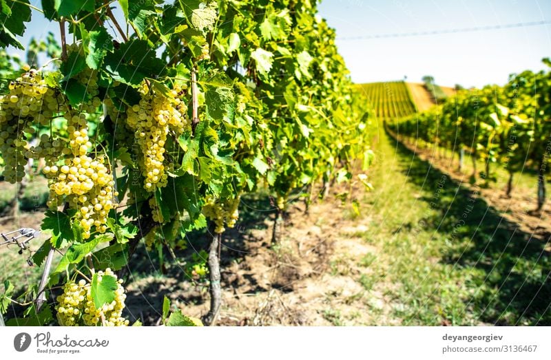 Weingüter mit weißen Trauben in Italien. Italienisches Weingut. Sommer Natur Landschaft Pflanze Blatt natürlich grün Perspektive Weinberg Weintrauben Toskana