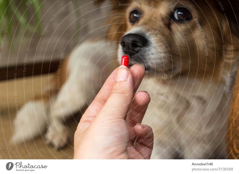 Frau Hand haltende Pillen für Medizinhunde Behandlung Krankheit Medikament Arzt Krankenhaus Erwachsene Tier Haustier Hund Pfote lustig niedlich weiß Schmerz
