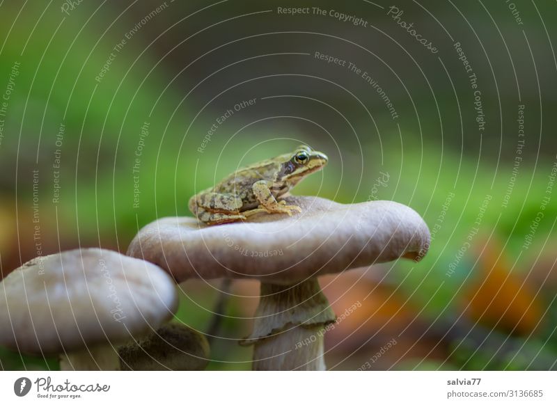 kleiner Frosch sitzt auf Pilzhut Wald Grasfrosch Amphibie Pflanze Tier 1 Makroaufnahme warten Überblick geduldig Schwache Tiefenschärfe ruhig Textfreiraum oben