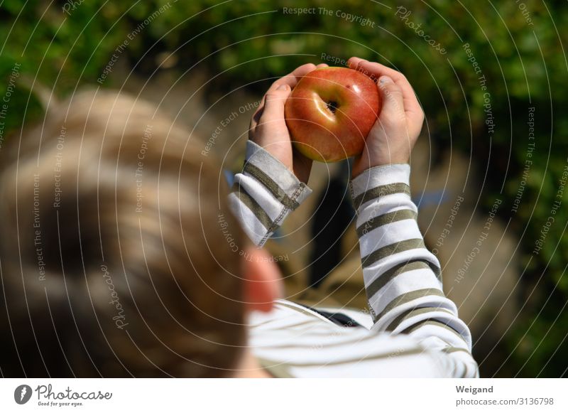 Apfelglück Lebensmittel Frucht Ernährung Essen Bioprodukte Vegetarische Ernährung Slowfood Kindererziehung Kindergarten lernen Kleinkind Kindheit 1 Mensch