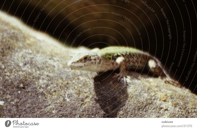 gecko Echsen Reptil bewegungslos Stein Makroaufnahme naturfarben