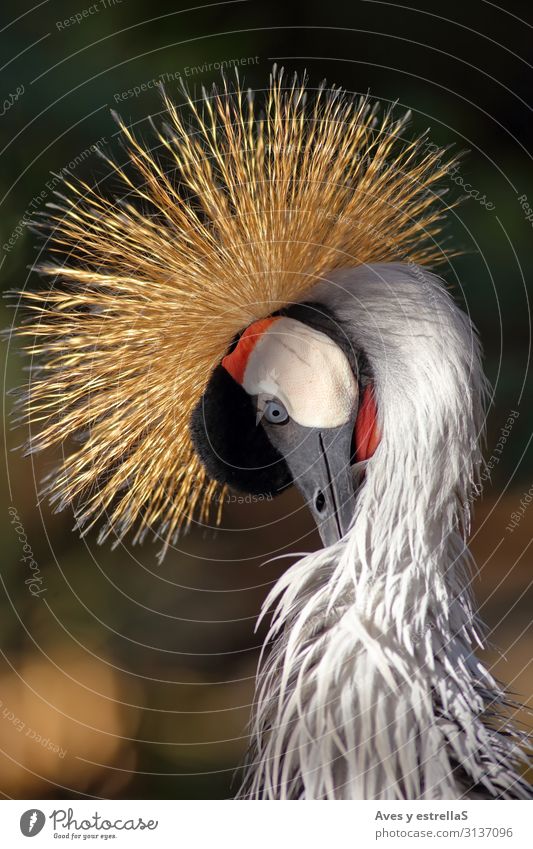 Nahaufnahme eines Kronenkrans Vogel Kranich Krähe Tier Natur grau Hühnervögel Schnabel Kopf schwarz Feder Kamm Porträt schön wild rot Zoo Farbe mehrfarbig
