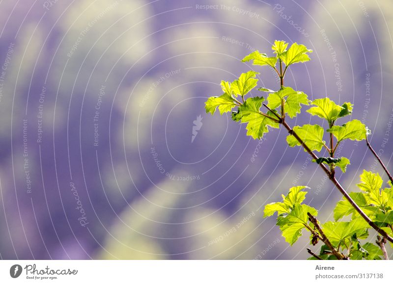 ein bisschen Grün Natur Frühling Schönes Wetter Pflanze Sträucher Blatt Zweig Wachstum einfach frisch hell klein natürlich gelb violett Frühlingsgefühle Beginn