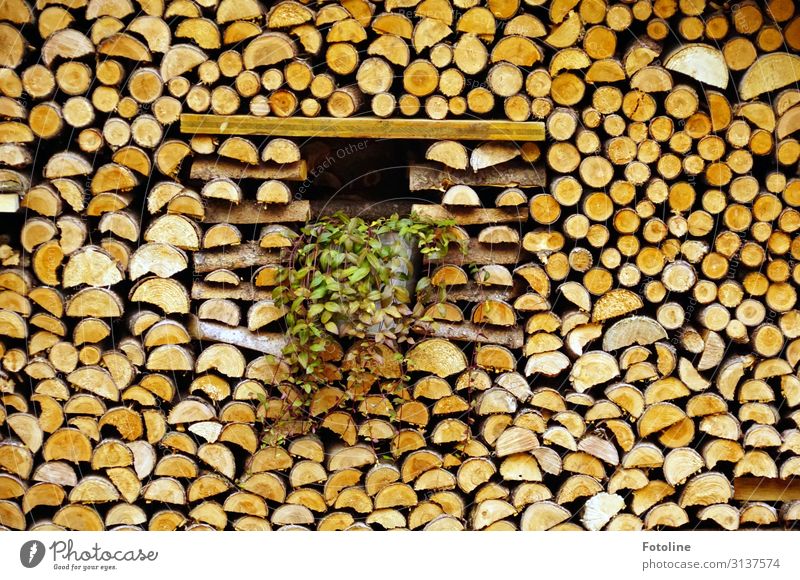 Ordentlich Holz vor der Hütte natürlich braun Brennholz Holzstapel Stapel Farbfoto mehrfarbig Außenaufnahme Detailaufnahme Menschenleer Tag Licht Sonnenlicht