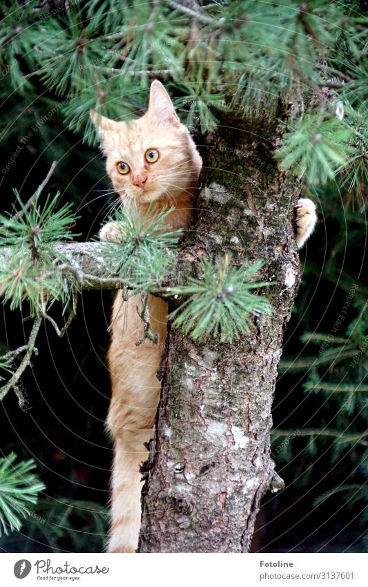 Hiiiiilfeeeee! Umwelt Natur Pflanze Tier Baum Wildpflanze Haustier Katze Tiergesicht Fell 1 frei hell nah natürlich braun grün Klettern Jagd Tanne Farbfoto