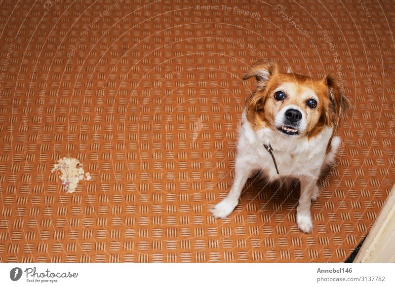 Hundekotze im Wohnzimmer auf dem Boden, kranker Hund hat sich übergeben. schön Gesicht Behandlung Krankheit Krankenhaus Freundschaft Natur Tier Gras Haustier