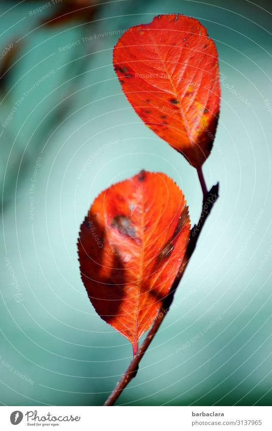 Blatt der Aroniabeere im Herbst Pflanze Schönes Wetter Sträucher Wildpflanze Garten leuchten orange rot türkis Farbe Natur Umwelt Wandel & Veränderung Farbfoto