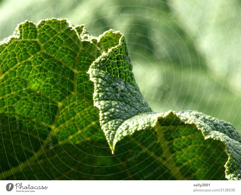 Zellstruktur Blatt grün Blattrand Natur Pflanze gezackt Zacken Zelle Struktur Bauplan Blattadern Grünpflanze Photosynthese Blattgrün Botanik