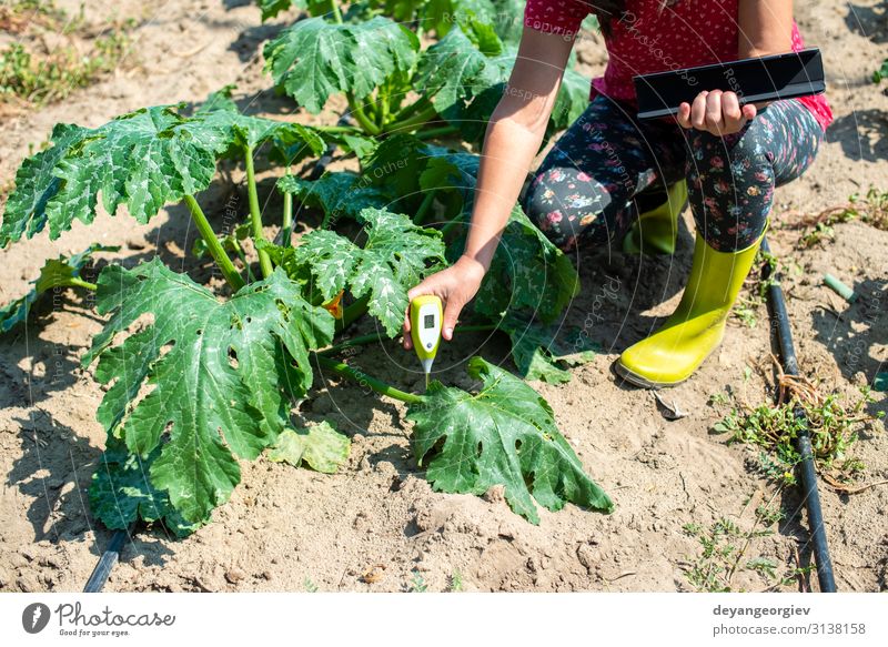 Landwirte messen den Boden in der Zucchini-Plantage. Garten Labor Prüfung & Examen Bildschirm Werkzeug Technik & Technologie Frau Erwachsene Umwelt Pflanze Erde