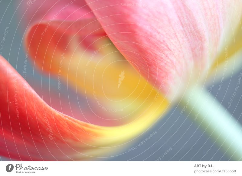 Leichtigkeit Natur Pflanze Frühling Blume Tulpe blau gelb rosa rot Farbfoto Gedeckte Farben Außenaufnahme Innenaufnahme Nahaufnahme Textfreiraum rechts