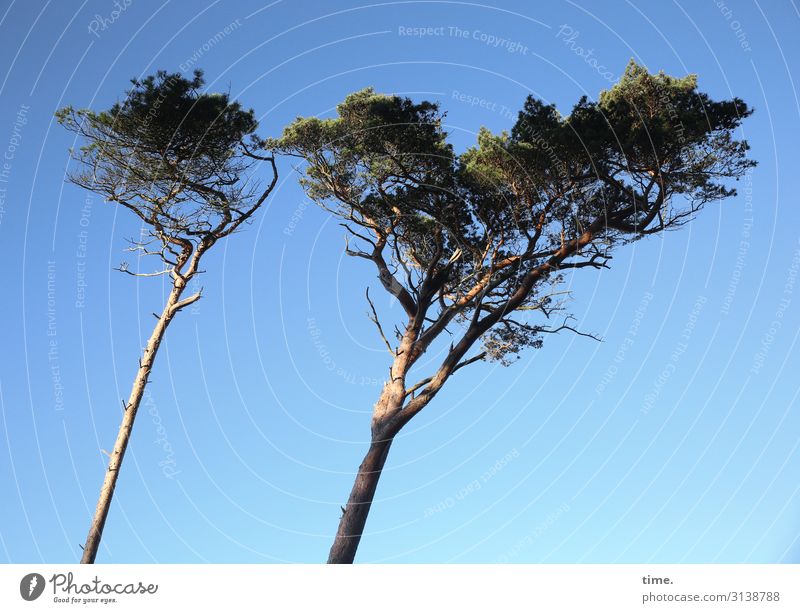 Windstärke 7 |  Druckerzeugnis bäume baum zwei kiefer himmel sonnig schräg windstärke neigung winddruck natur umwelt Windflüchter