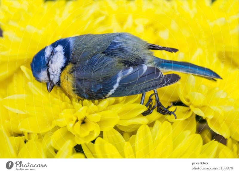 Tote Meise auf gelben Blumen ruhig Sommer Umwelt Natur Tier Blüte Blumenwiese Wildtier Totes Tier Vogel Meisen Sperlingsvögel 1 liegen schlafen trist blau