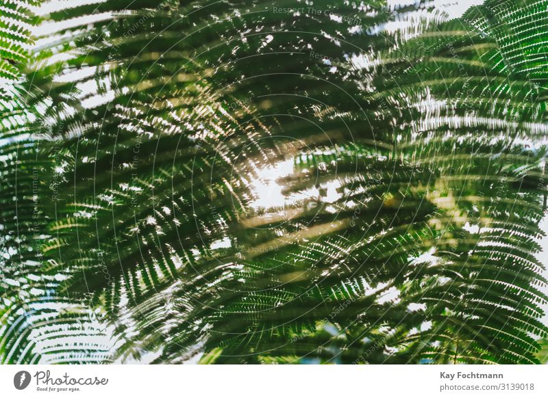 sun is shining through rainforest leaves elegant exotisch Leben harmonisch Wohlgefühl Ferien & Urlaub & Reisen Safari Expedition Sommer Sommerurlaub Sonne