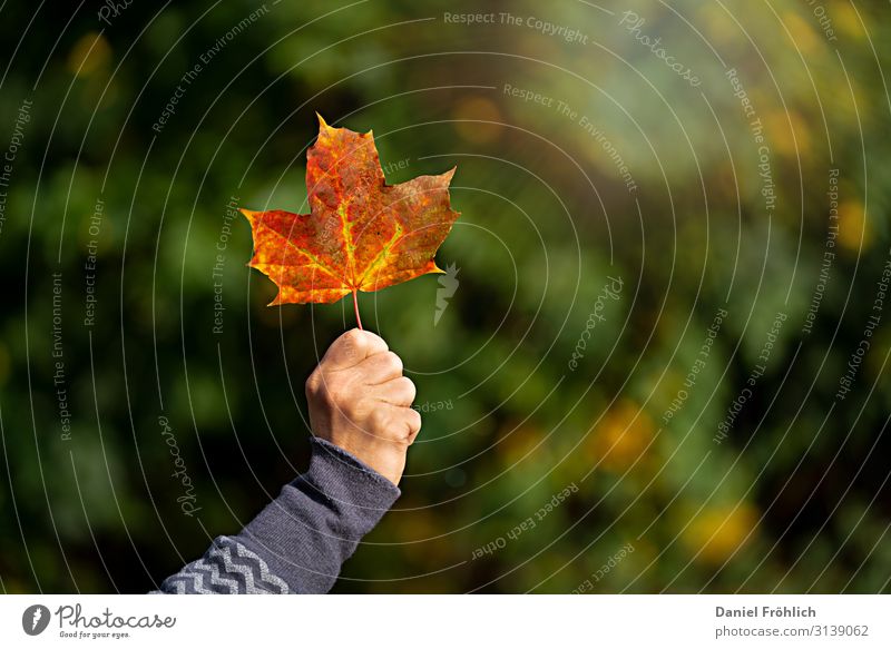 Ahornblatt im Herbst feminin Junge Frau Jugendliche Hand 1 Mensch 30-45 Jahre Erwachsene Natur Schönes Wetter Pflanze Baum Park Deutschland Europa genießen
