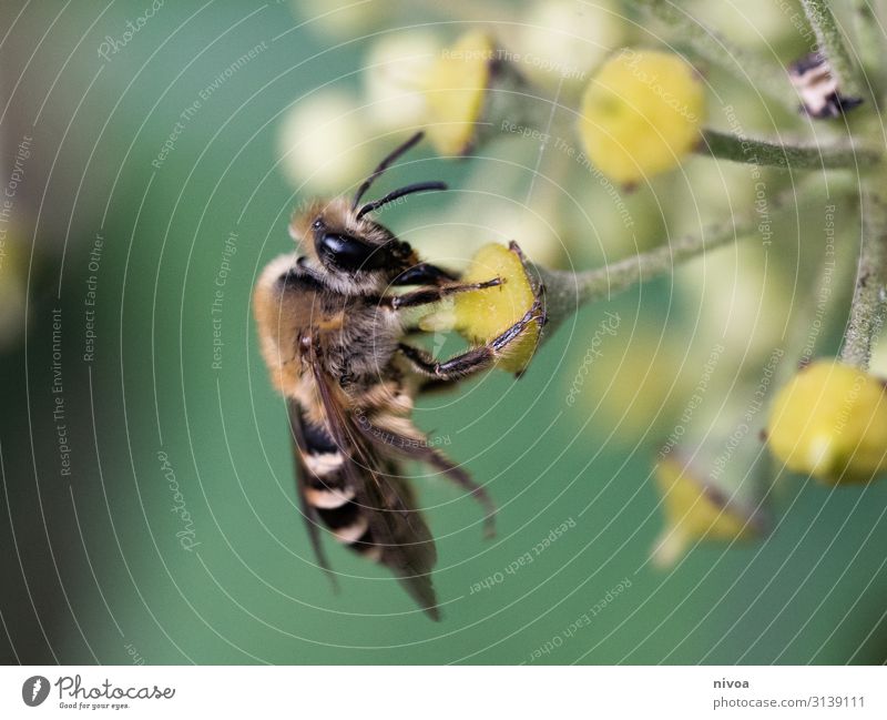 Biene auf Blume Honig Trinkhalm Kosmetik Duft Sommer Umwelt Natur Pflanze Wetter Gras Efeu Tiergesicht Flügel 1 beobachten berühren Bewegung Blühend fliegen