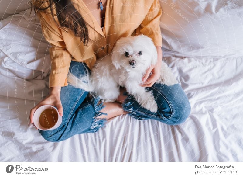 schöne Frau, die zu Hause mit ihrem süßen Malteser-Hund spielt. Tee oder Kaffee am Bett trinken. Entspannung und Lebensstil heimwärts Arbeit & Erwerbstätigkeit
