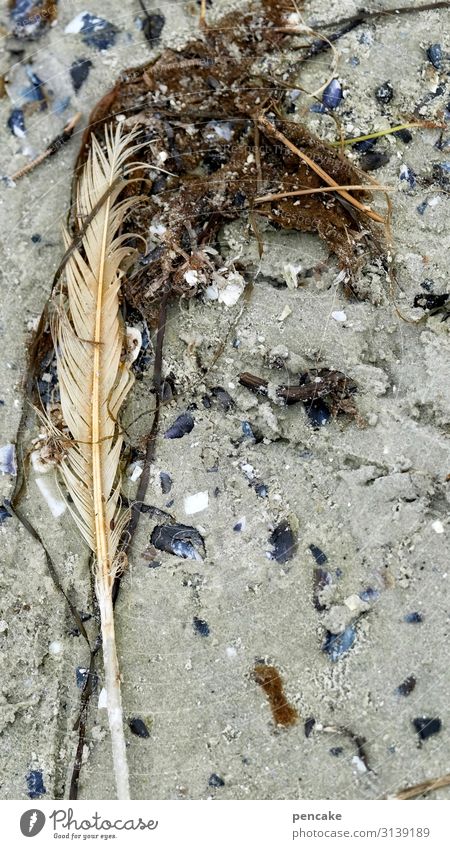 gefedert Urelemente Sand Klima Pflanze Küste Ostsee Tier Vogel Zeichen Einsamkeit Erschöpfung Feder nass Algen Muschelschale verloren Möwe Strand Strandgut