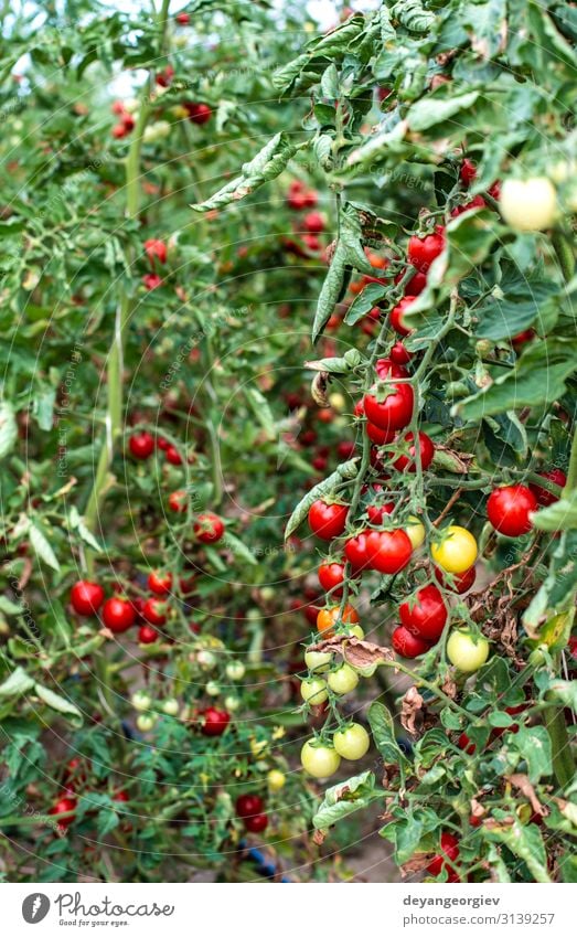 Kleine Tomaten im Gewächshaus Gemüse Sommer Garten Gartenarbeit Natur Pflanze Wachstum frisch klein natürlich rot Innenbereich Kirschtomaten landwirtschaftlich