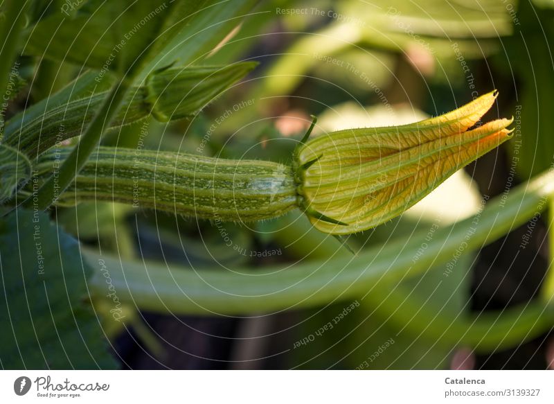 Zucchini wächst heran Natur Pflanze Flora Blatt Tageslicht Gemüse Kürbisgewächse Garten Blüte wachsen gedeihen Lebensmittel Ernährung gesund frisch Bioprodukte