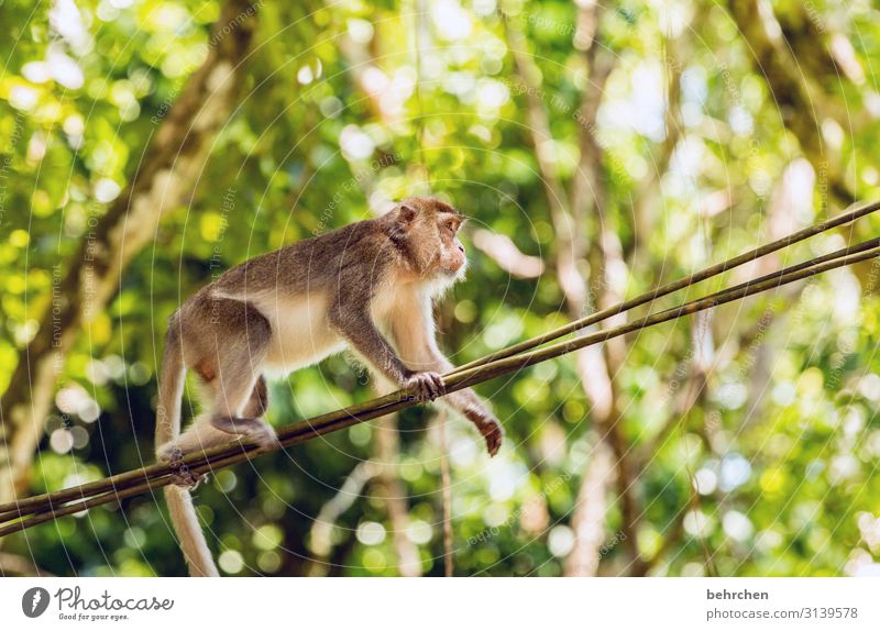 seilschaft | seiltanzender affe Tierporträt Wildnis Bako-Nationalpark Sarawak Borneo Kontrast Menschenleer Tag Licht Außenaufnahme Farbfoto exotisch Malaysia