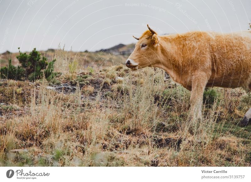 Eine braune Kuh, die in den Bergen frei herumläuft. Winter Berge u. Gebirge Natur Tier Nebel Gras natürlich schwarz weiß Sierra Nevada Hintergrund Bulle kalt