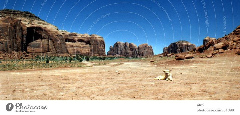Hund Wüste Blauer Himmel Monument Valley Gesteinsformationen Klarer Himmel Wolkenloser Himmel Panorama (Aussicht) Ausflugsziel