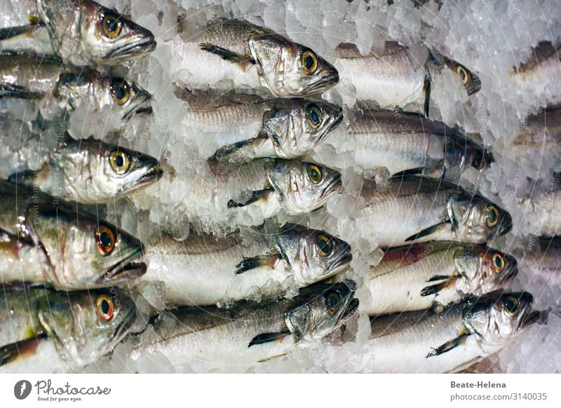Erst einmal auf Eis gelegt: frische Fische Delikatesse Frische Konservierung Lebensmittel Ernährung Gesundheit Feinschmecker Mahlzeit Appetit & Hunger lecker