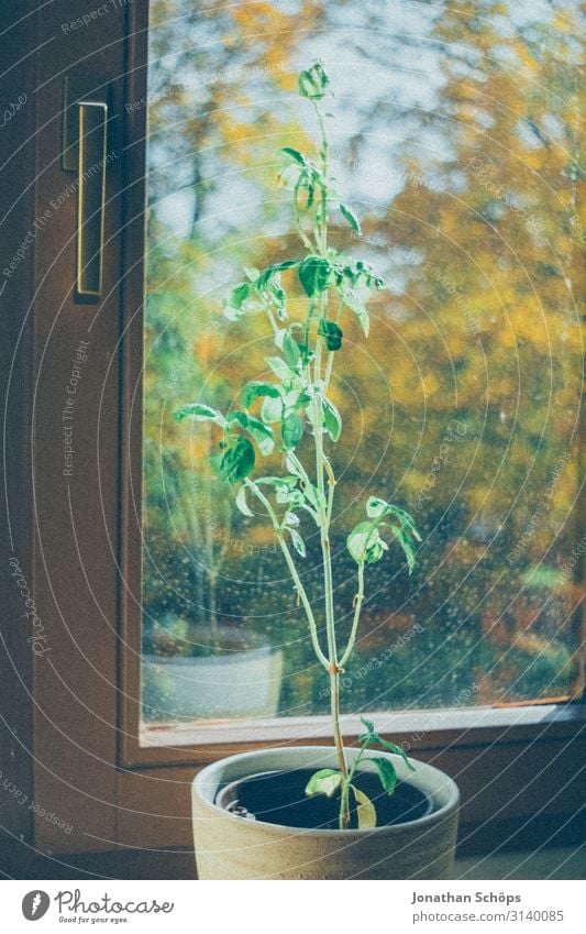 Basilikum im Topf auf dem Fensterbrett zuhause Gesundheit grün Nahaufnahme Ernährung Farbfoto Kräuter & Gewürze Pflanze Blatt Nutzpflanze frisch lecker