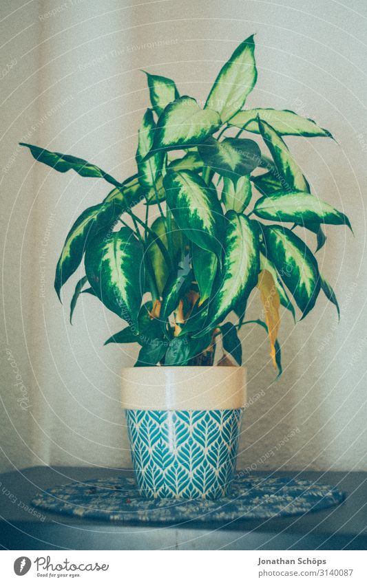 Zimmerpflanze im Topf auf dem Regal zuhause Gesundheit grün Nahaufnahme Farbfoto Pflanze Blatt Nutzpflanze natürlich Topfpflanze Grünpflanze anpflanzen