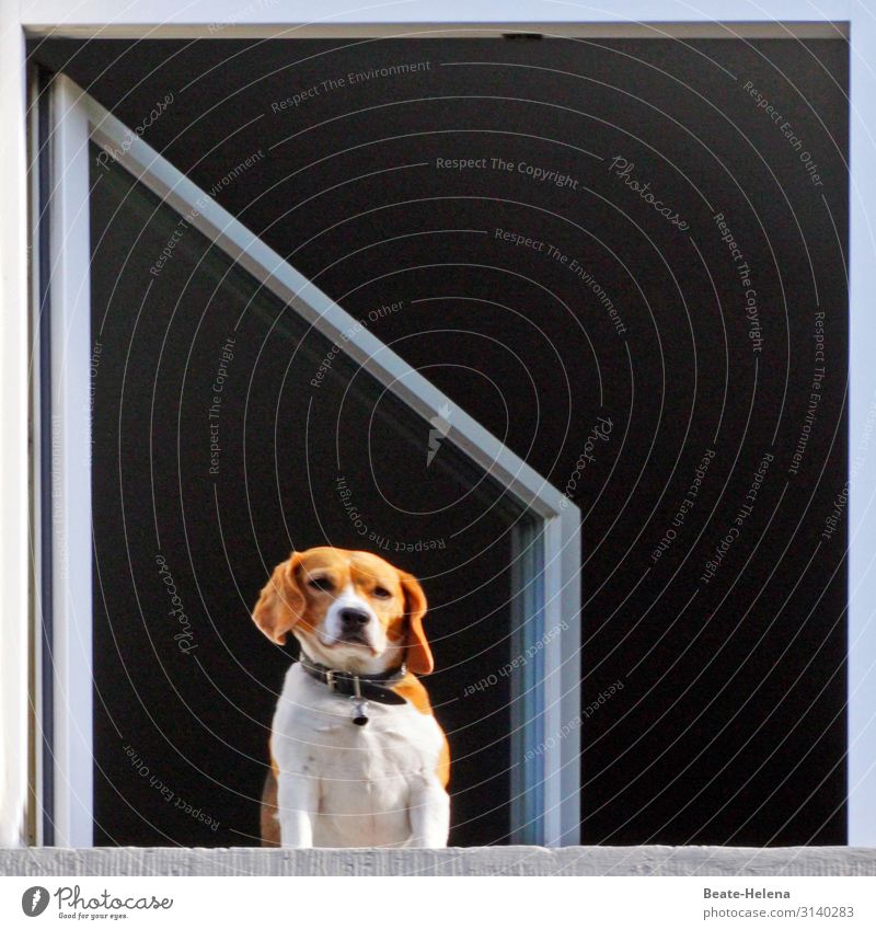Hundeleben: Sehnsucht Lifestyle Häusliches Leben Wohnung Haus Fenster Tiergesicht atmen beobachten Denken entdecken genießen Blick sitzen träumen warten