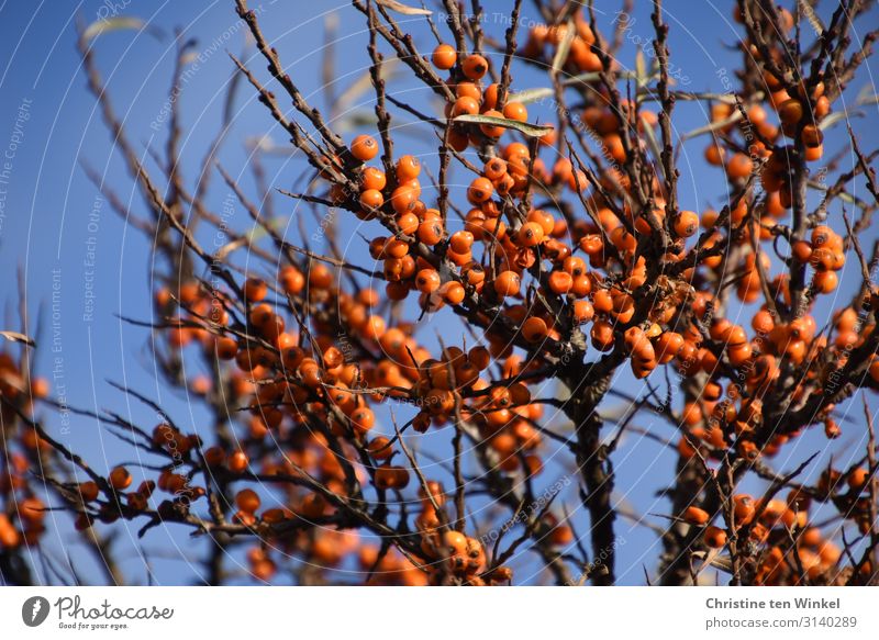 Sanddornstrauch mit orange Beeren vor blauem Himmel Frucht Ernährung Natur Pflanze Wolkenloser Himmel Herbst Sträucher Wildpflanze Beerensträucher