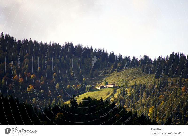 Tirol Umwelt Natur Landschaft Pflanze Herbst Baum Gras Alpen Berge u. Gebirge hell grau grün Wald Alm Österreich Bundesland Tirol Ferien & Urlaub & Reisen