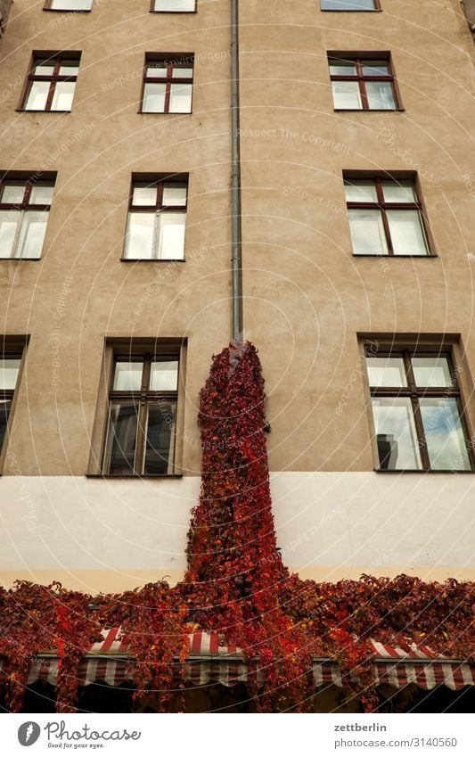 Wein an der Fassade Haus Wohnhaus Stadthaus Altbau Fenster Fensterfront Ranke Weinranken Pflanze Park Natur Menschenleer Textfreiraum Herbst Herbstlaub