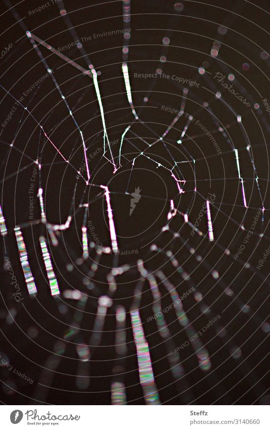 Trash 2019! | Immer noch Löcher im Netz Spinnennetz Netzwerk Chaos bizarr Falle gelöchert Spinnengewebe Asymmetrie asymmetrisch Vernetzung chaotisch Linien