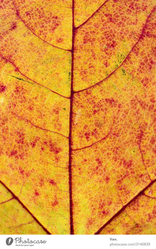 Sonnenflecken Natur Pflanze Herbst Blatt Blattadern gelb orange rot Farbfoto mehrfarbig Detailaufnahme Makroaufnahme Menschenleer Tag Kontrast