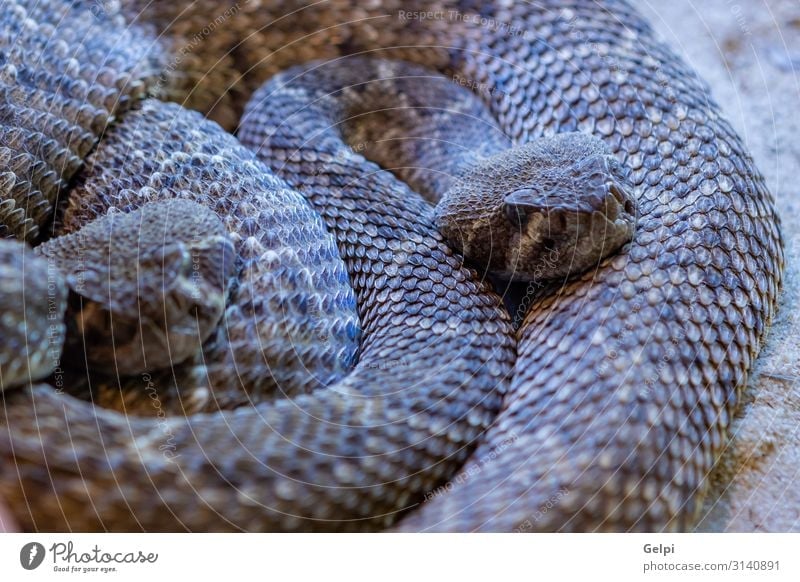 Gefährliche Schlange mit braunen Farben Haut Mund Umwelt Tier Wald Urwald wild gefährlich Kopf Spanien Tierwelt Tiere Reptil Fauna Amazonas tropisch Terrarium