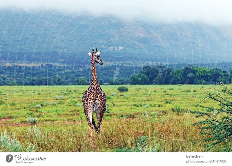 schöne einsamkeit Ferien & Urlaub & Reisen Tourismus Ausflug Abenteuer Ferne Freiheit Safari Natur Landschaft Wald Berge u. Gebirge Wildtier Fell Giraffe Muster