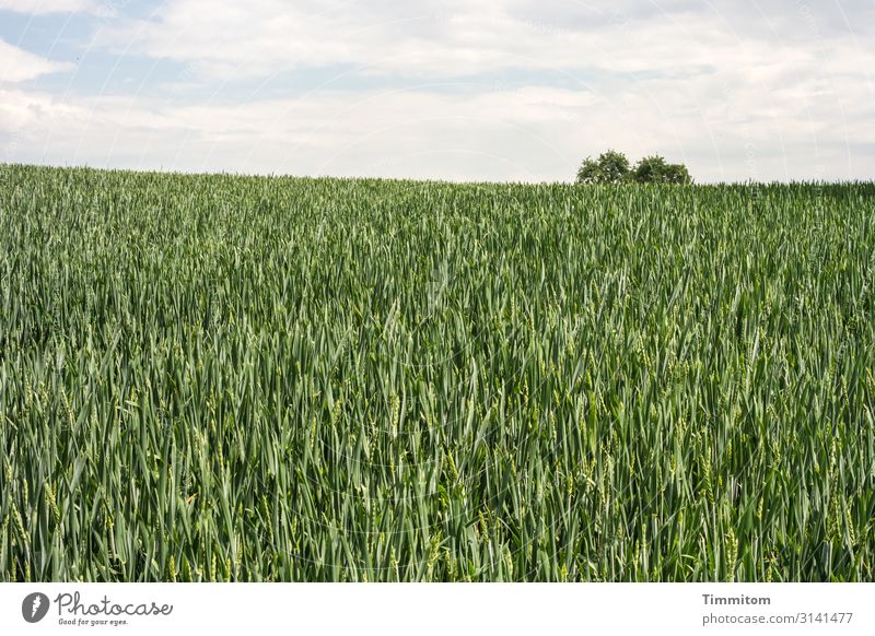 Getreidefeld mit dezentem Baumschmuck Landwirtschaft Kornfeld Nutzpflanze Natur Ähren Ackerbau Ernährung grün Himmel Wolken Bäume