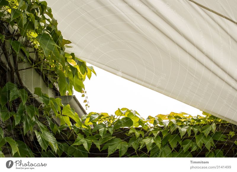 Sommerzeit - Sonnensegel und efeubewachsenes Dach Gebäude Efeu Bewuchs grün Wärme Schutz Schatten Außenaufnahme Menschenleer Farbfoto behaglich angenehm