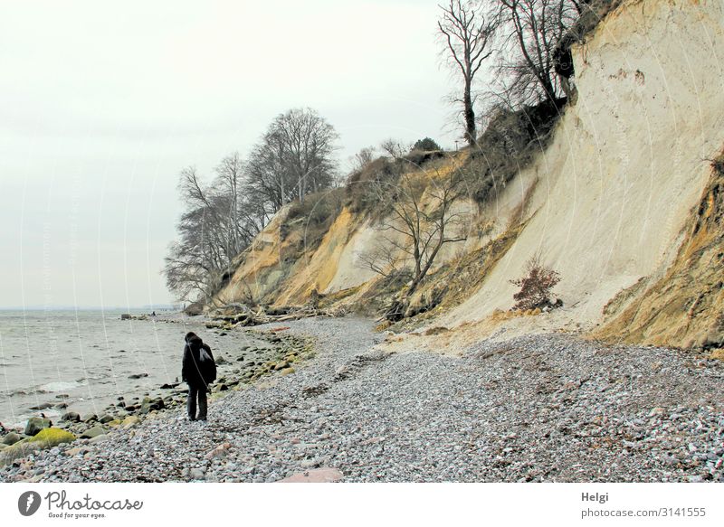 Frau sucht Steine an der Kreideküste von Rügen Mensch feminin Erwachsene 1 45-60 Jahre Umwelt Natur Landschaft Frühling Baum Küste Ostsee Insel Klippe