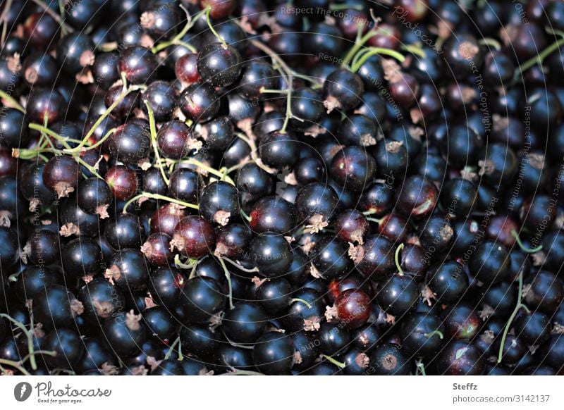schwarze Johannisbeeren Beeren Gartenobst reife Früchte Ribes nigrum Schwarze Ribisel Cassis Bio Sommerfrüchte Obst aus eigenem Garten Obsternte