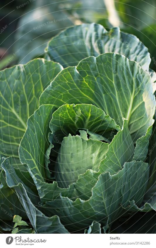 Superfood Kohl Gemüse Gartengemüse Gemüsekohl grünes Gemüse vegetarisch vegan Diätnahrung vitaminreich Lebensmittel Kohlblätter Selbstversorgung Nutzpflanze