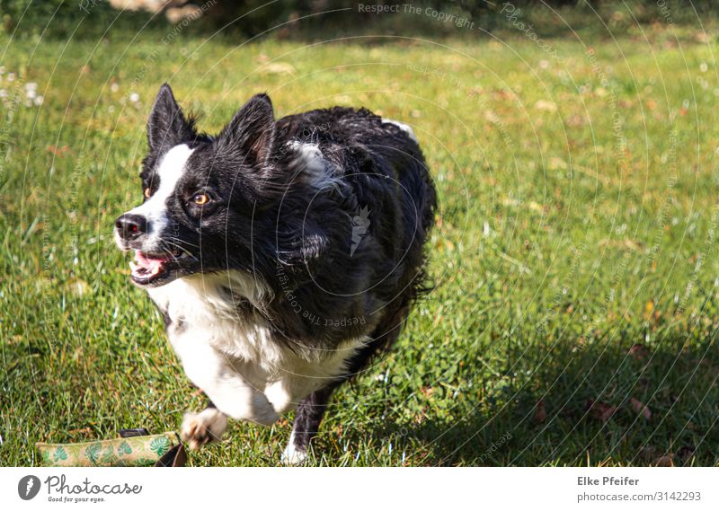 In Bewegung Tier Haustier Hund rennen Fitness genießen Jagd Spielen sportlich Gefühle Stimmung Geschwindigkeit Mobilität Farbfoto Außenaufnahme Tag