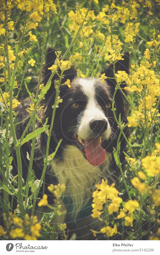 Grenzkollegium im Rapsfeld Tier Haustier Hund 1 entdecken Coolness Fröhlichkeit natürlich Stimmung Farbfoto Außenaufnahme Tag