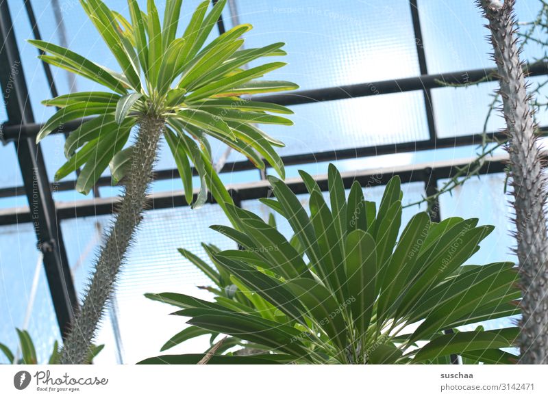 Palme im gewächshaus Baum Gewächshaus Gewächshauseffekt Klima Pflanze exotisch warm heizen Erwärmung Palmenblätter Glasscheibe Glasdach Tropengewächs stachelig