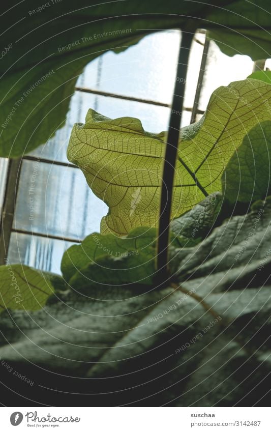 blättrig Blatt Printmedien Botanik Botanischer Garten Blattgrün groß Blattadern Stiel Stengel Fenster Fensterscheibe Wachstum exotisch Pflanze Gewächshaus