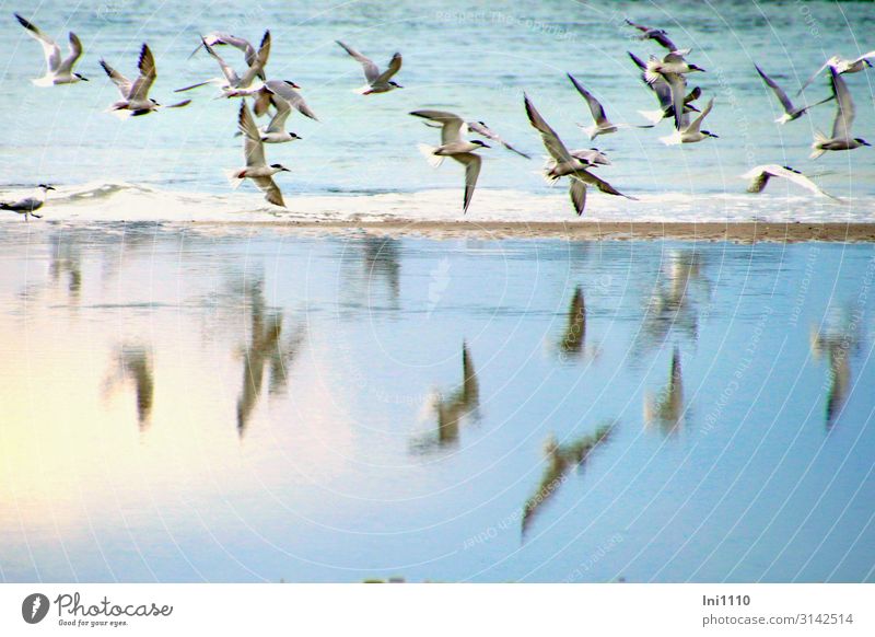 Seeschwalben I Landschaft Tier Luft Wasser Sommer Küste Strand Nordsee Wildtier Vogel Flügel Tiergruppe blau grau schwarz weiß Helgoland Reflexion & Spiegelung